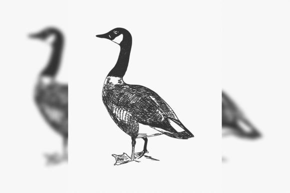 Canada Goose Branta Canadensis: Seasonal Design Review